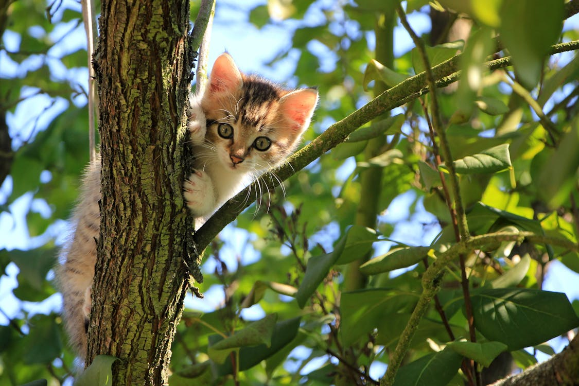 Raw Diet for Cats: Fad or Fact?