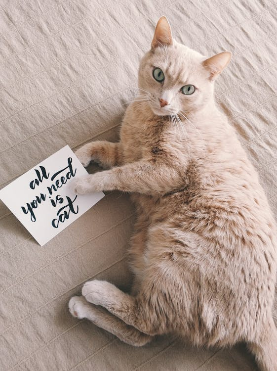 Feeding Kittens vs. Adult Cats vs. Seniors