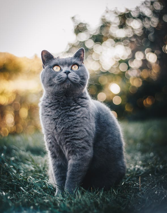 How to Transition Your Cat to a New Diet