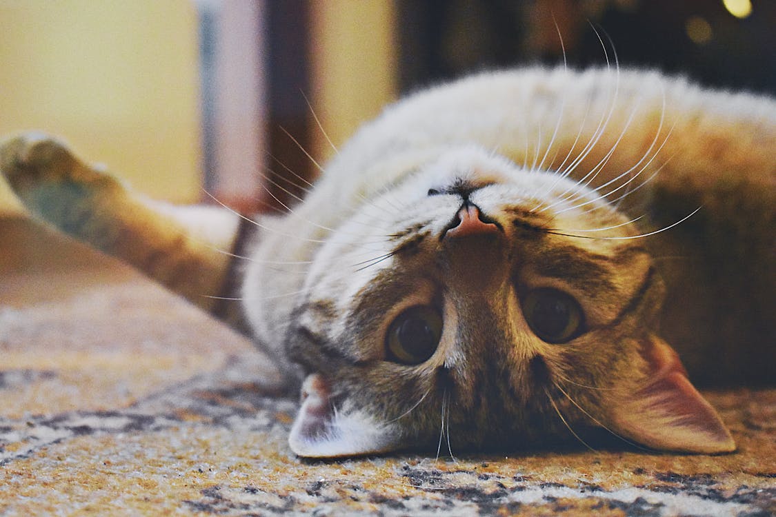 Homemade Cat Food: Safe or Risky?