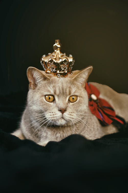 🐾 The Ultimate Guide to Your Cat’s Diet: 5 Essentials Every Owner Should Know