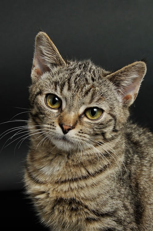 Blog 3: Best Foods for Cats: What Should Be in the Bowl?