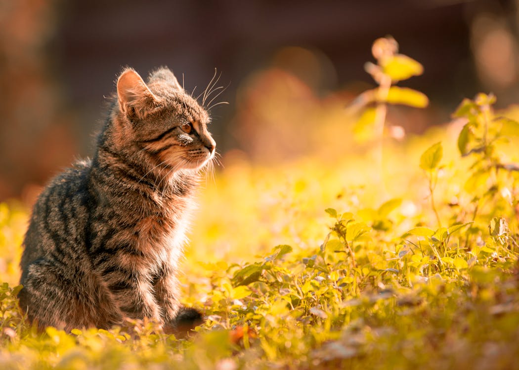 🐱 5 Common Cat Diet Mistakes – Are You Feeding Your Cat the Right Way?